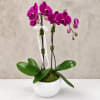 Purple orchids in a white pot with broad green leaves