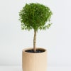 Bring timeless charm into your home with the Olive Grove Myrtle Topiary--a