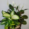 Basket arrangement of white peace lilies and variegated green foliage