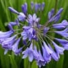 Purple agapanthus flower cluster against a green background