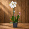 White orchid plant in a dark ribbed pot with small purple flowers