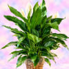 Potted peace lily plant with white blooms in a woven basket