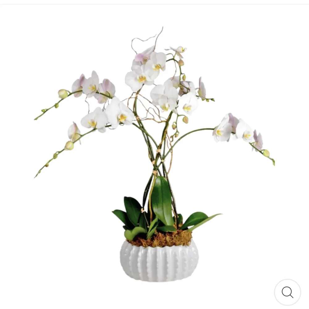 White orchid arrangement in a white textured pot