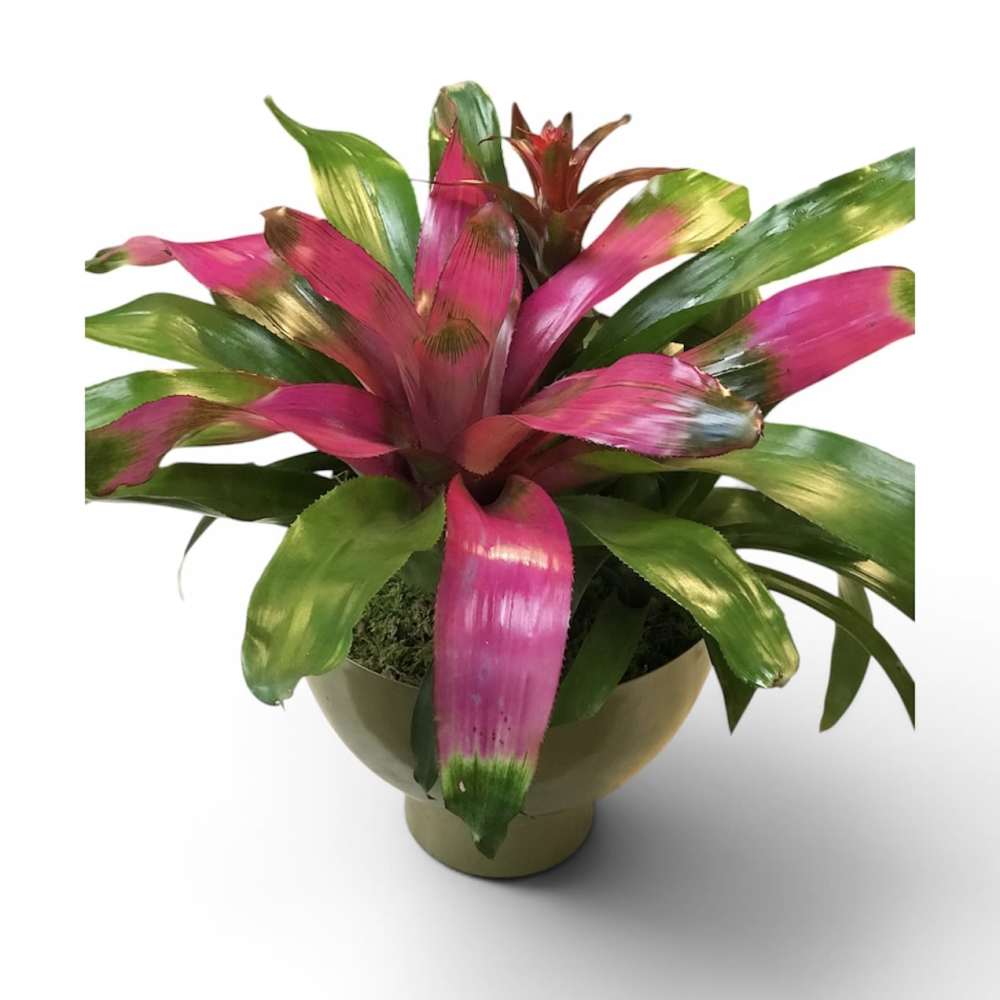 Bromeliad Garden 9in pot