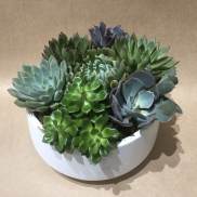 Assorted succulents arranged in a white bowl planter