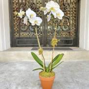 Potted white orchid plant with two tall stems in a terracotta pot