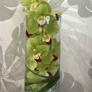 Green orchids arranged in a tall glass vase