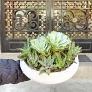 White bowl planter with assorted succulents and pale green rosettes