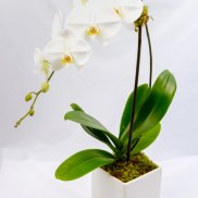 White orchid plant in a square white pot