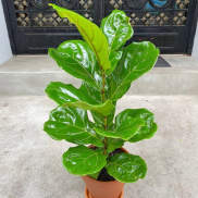 Potted fiddle leaf fig plant with glossy green leaves