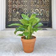 Potted green plant in a terracotta pot