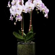 Potted pink orchids in a glass container with stones