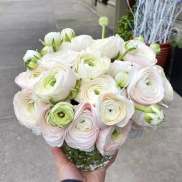 Bouquet of white and pale pink ranunculus in a glass vase