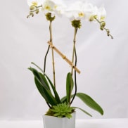 White orchid plant in a square white pot with a succulent accent