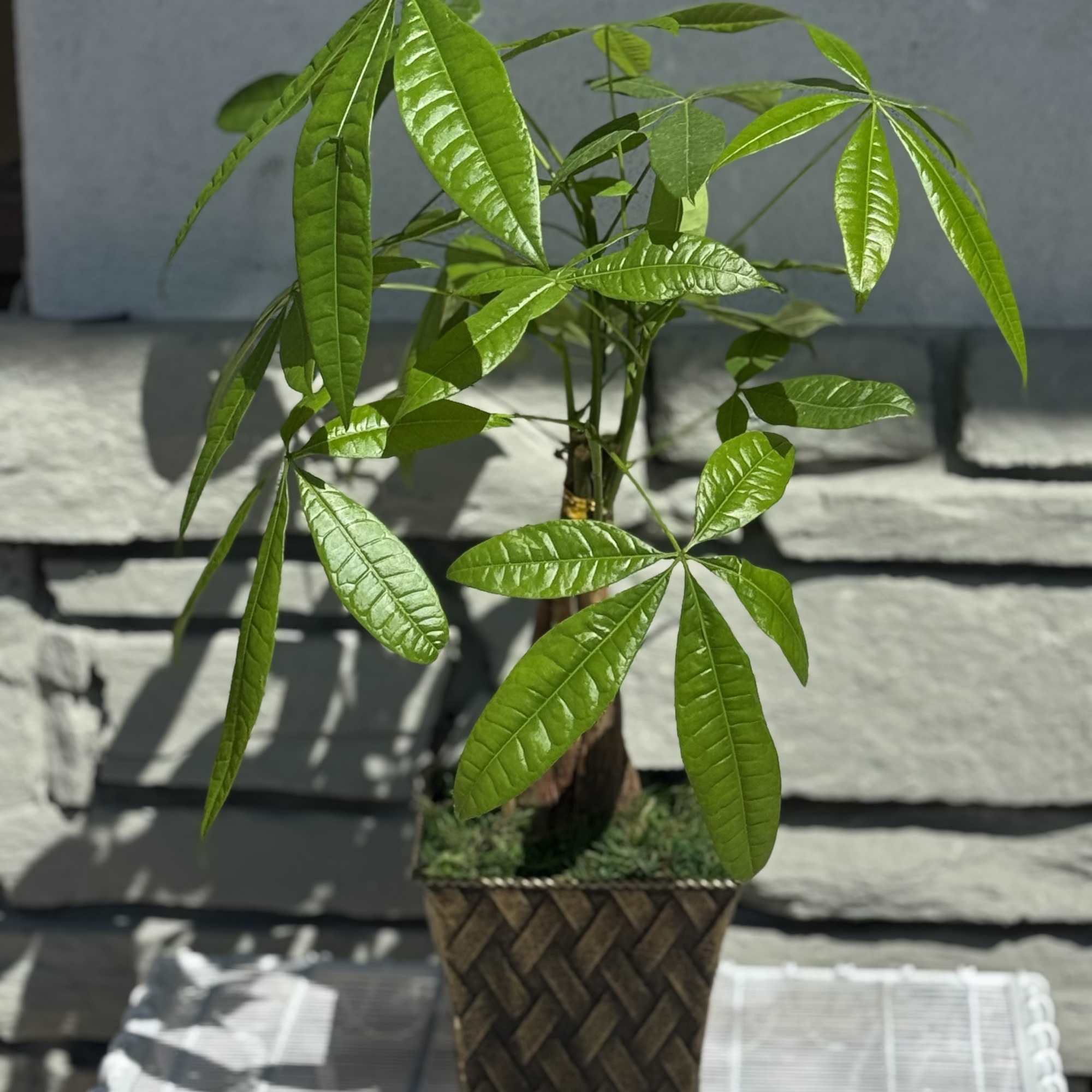 Potted money tree plant in a woven square planter