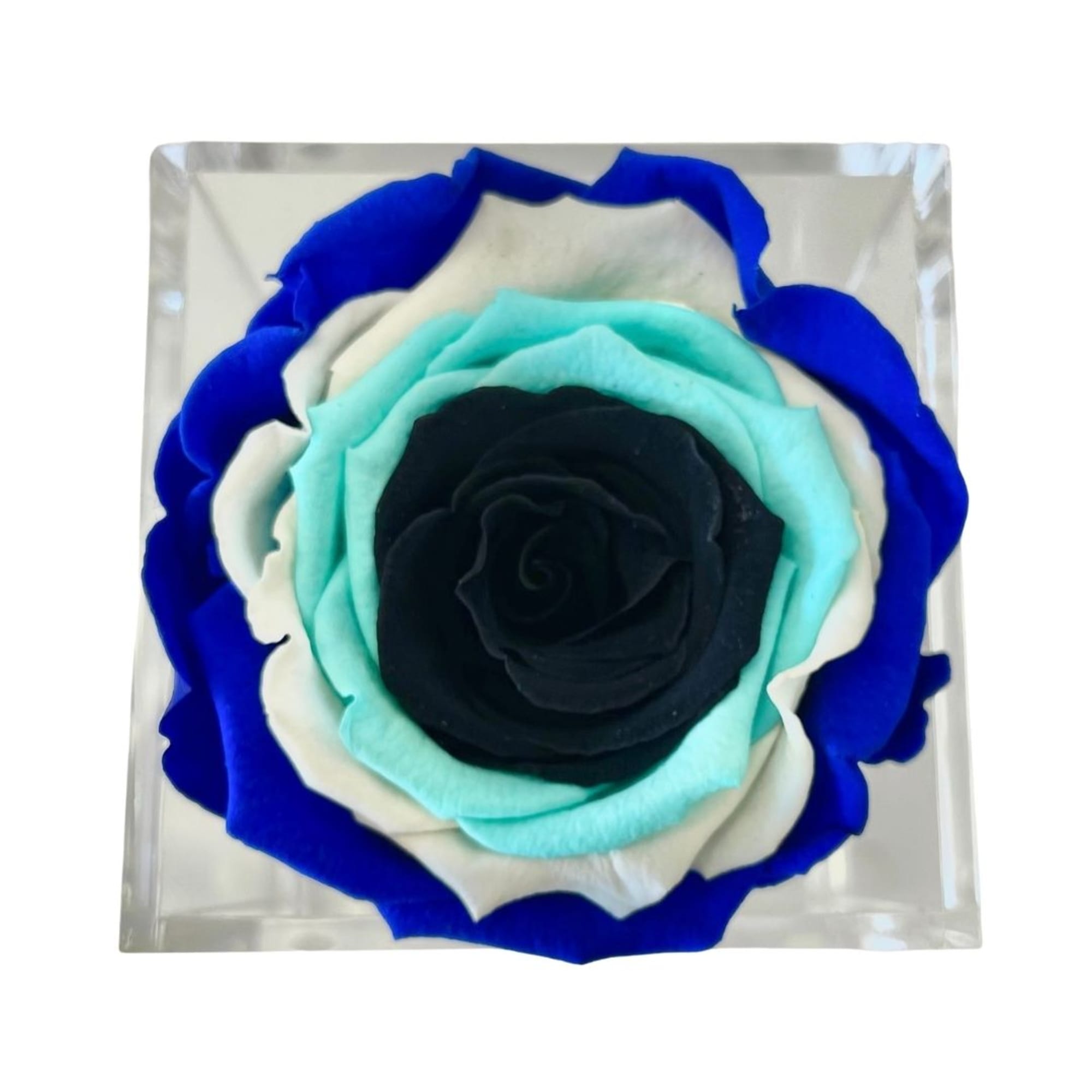 Single multicolored rose in a clear square box