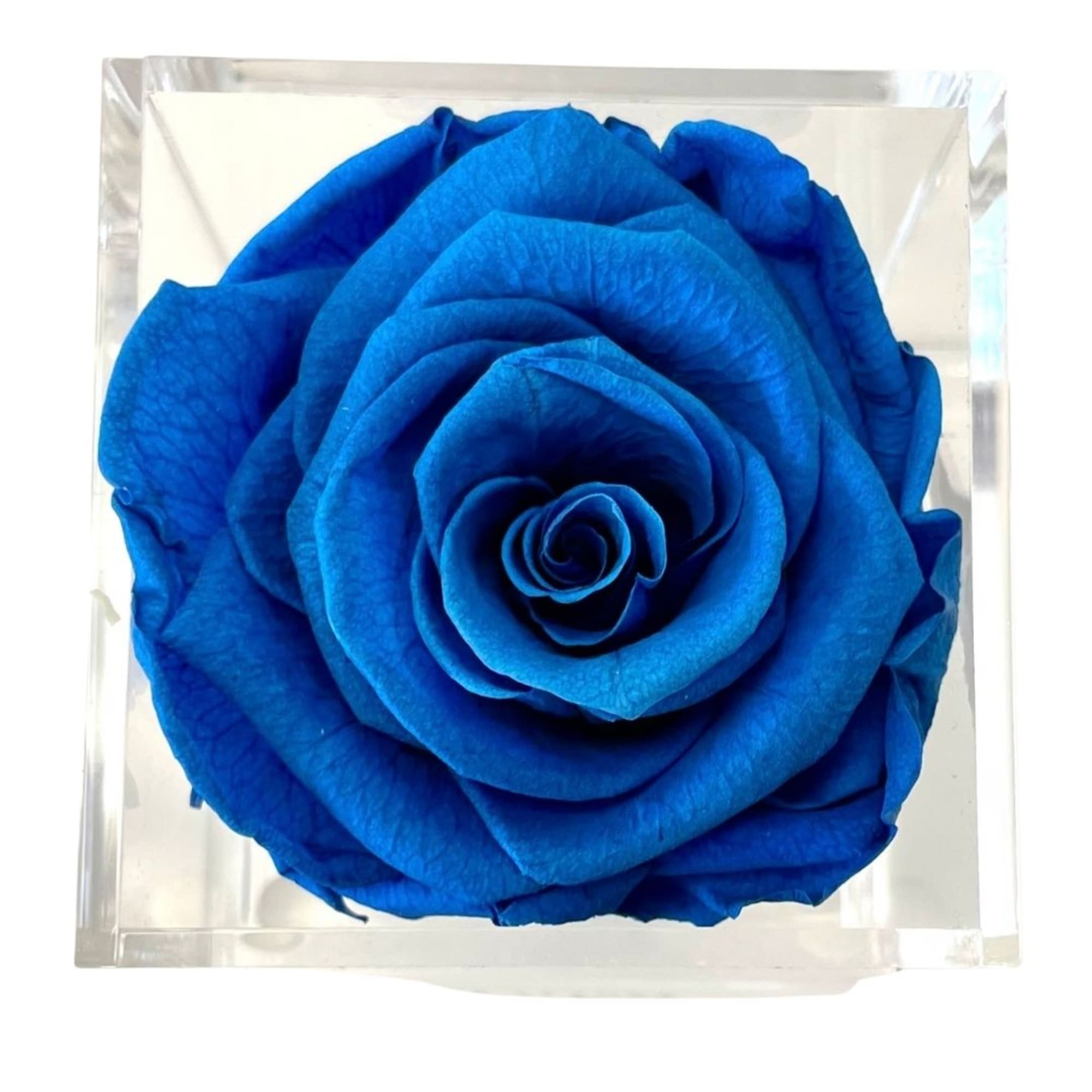 Single blue rose in a clear square box