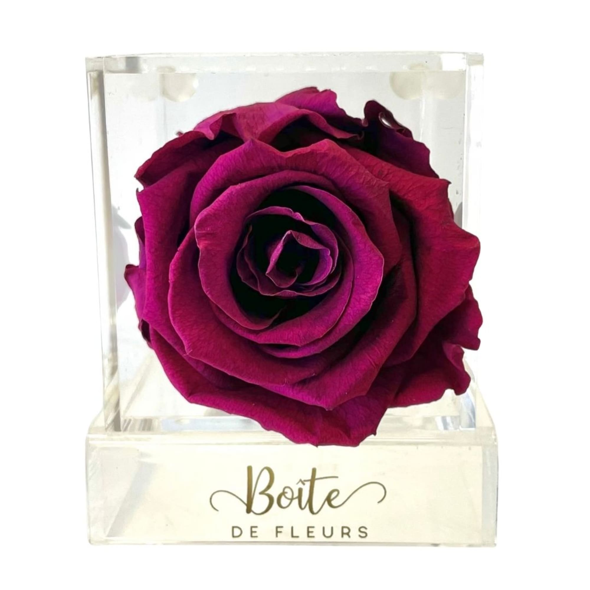 Single magenta rose in a clear square box