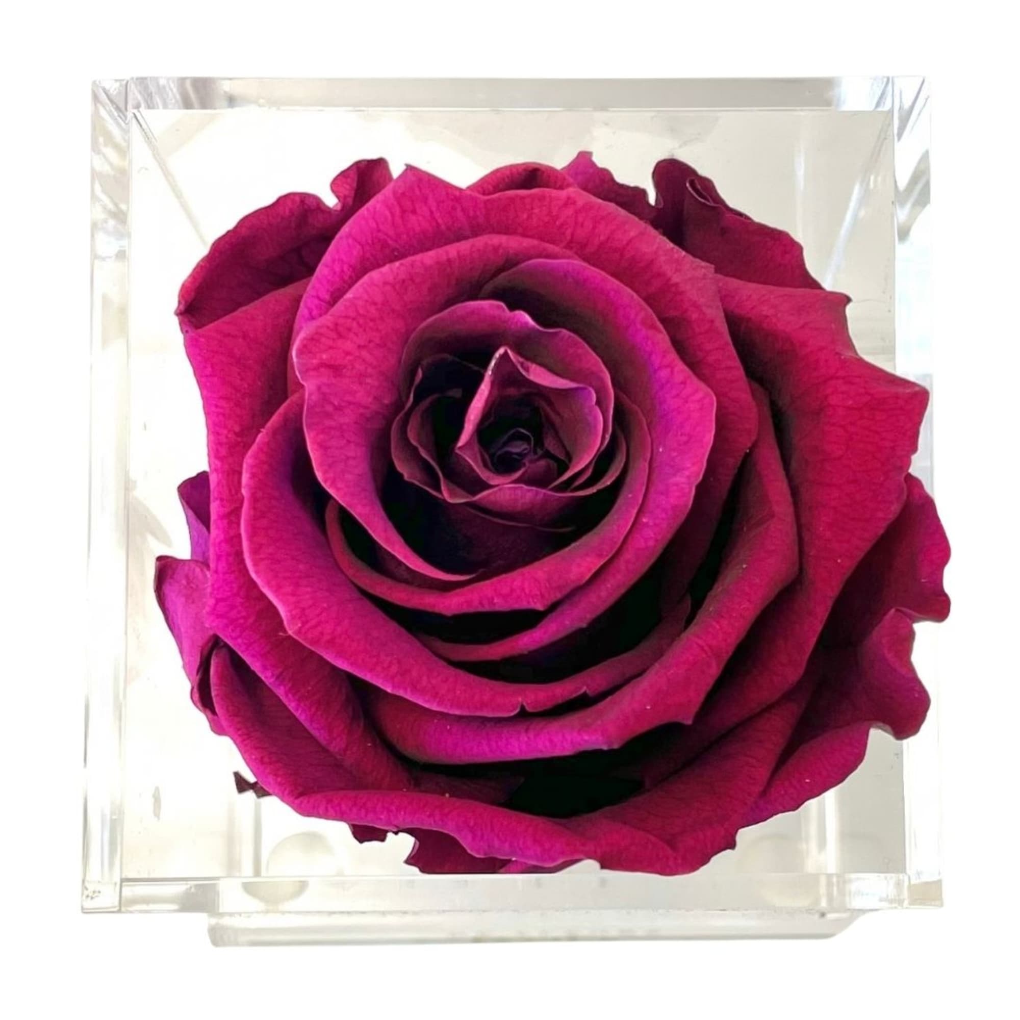 Single magenta rose in a clear square box, photo 2 of 2