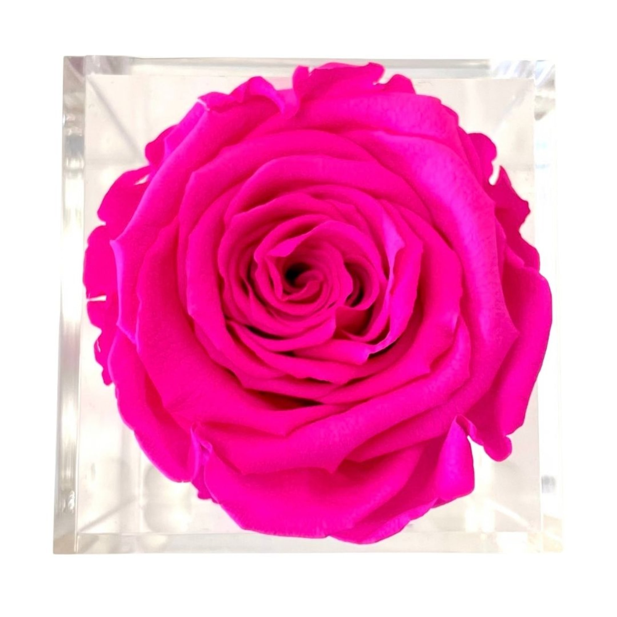 Single bright pink rose in a clear square box