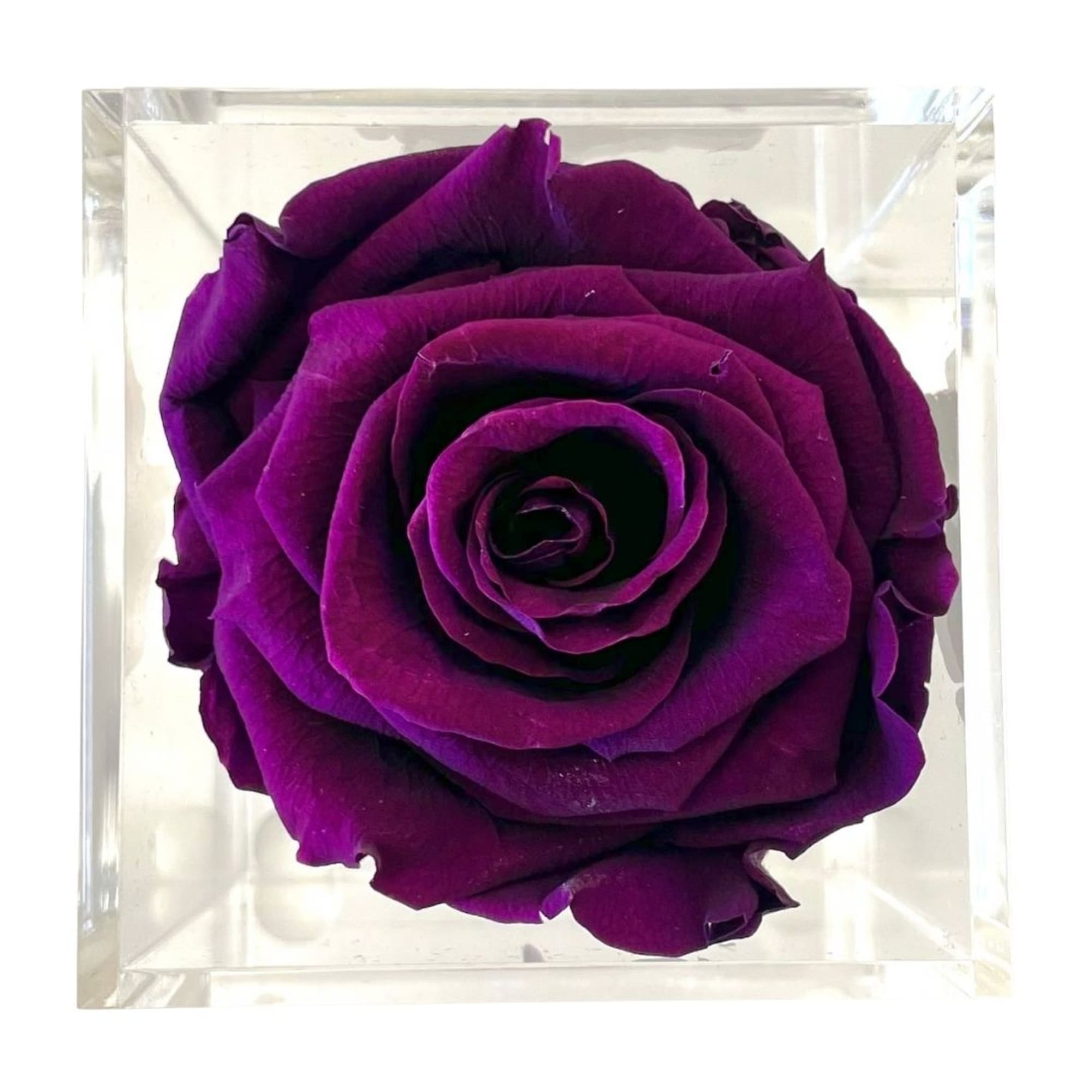 Single purple rose in a clear square box