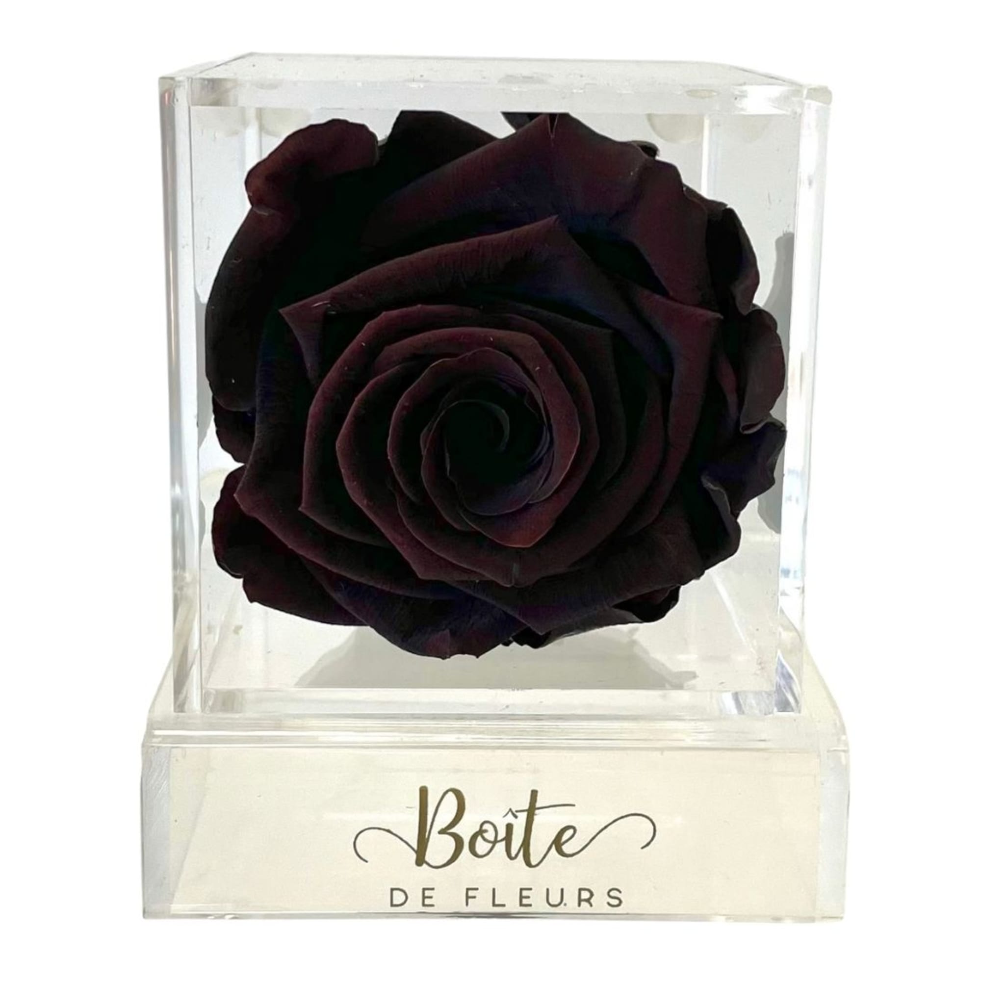 Single dark rose in a clear acrylic box