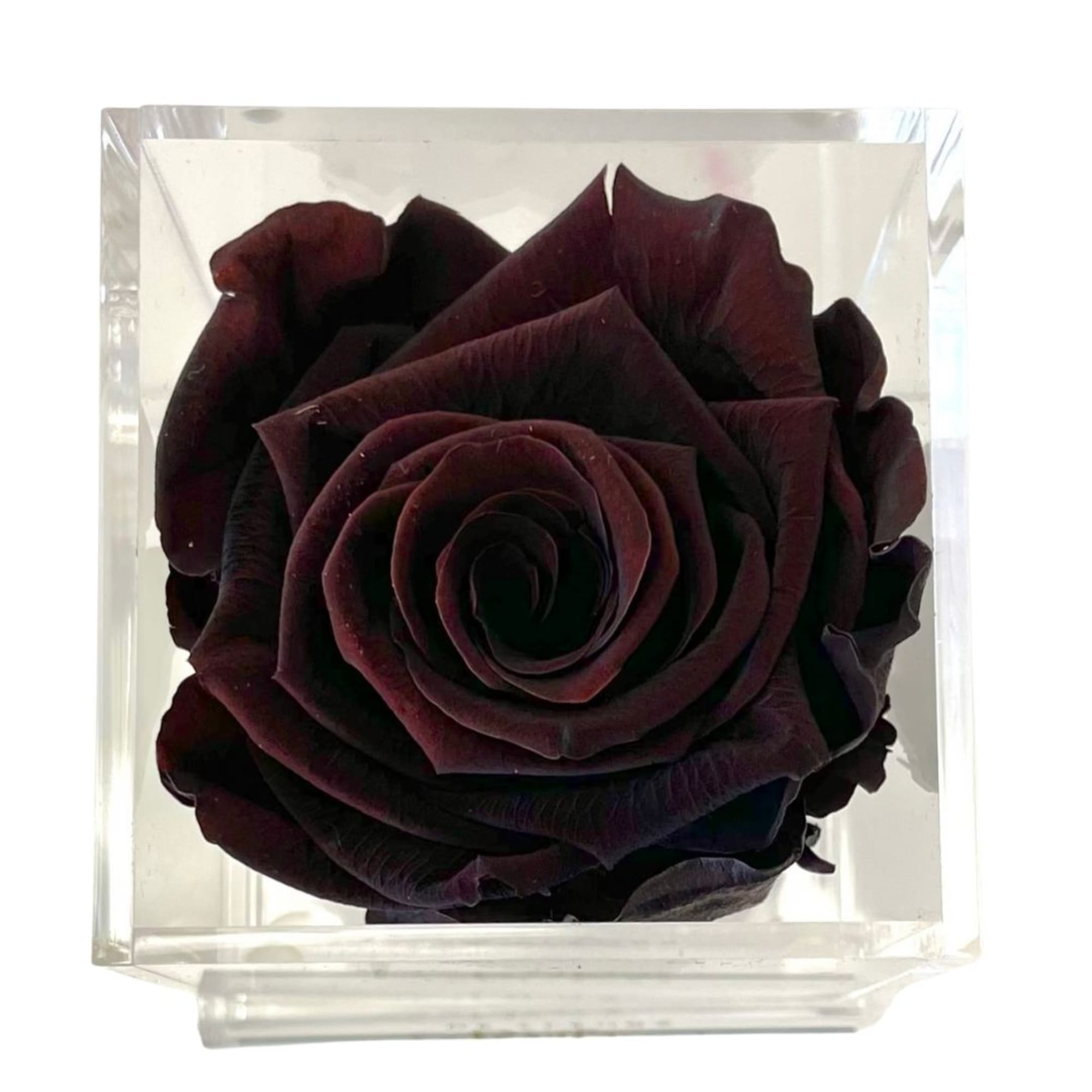 Single dark burgundy rose in a clear square box