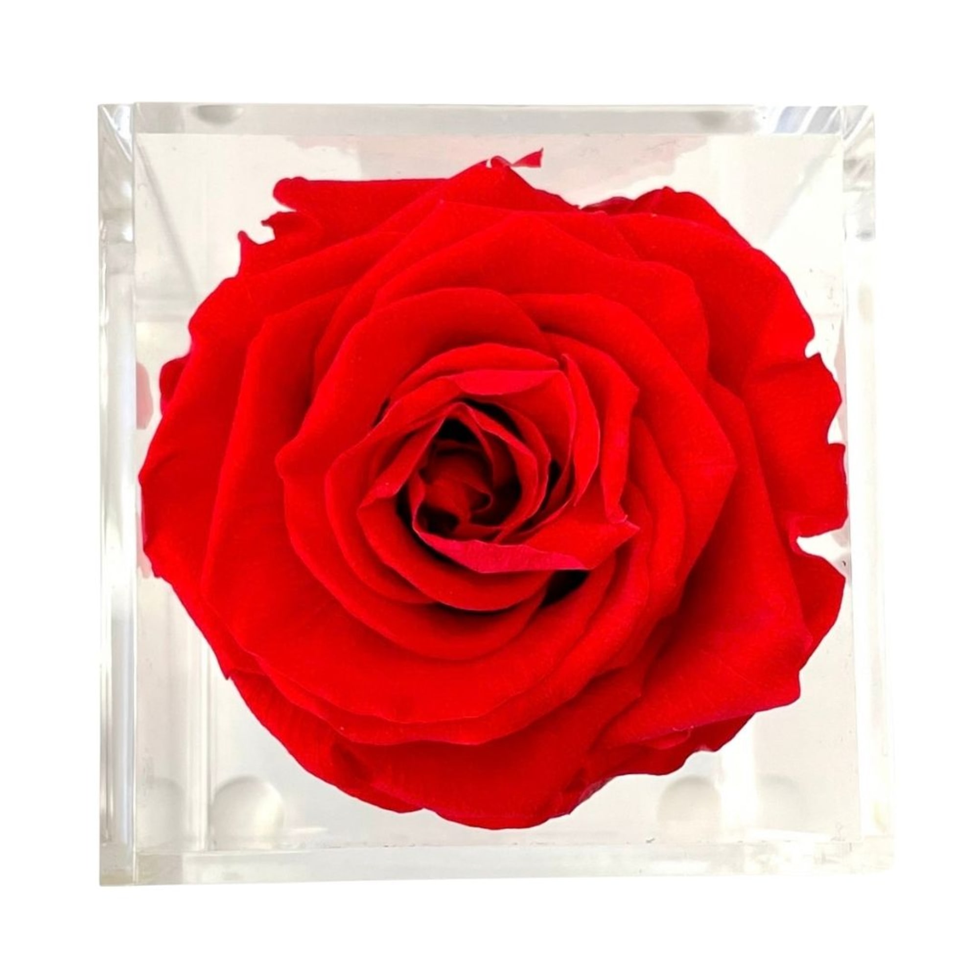 Single red rose in a clear square box