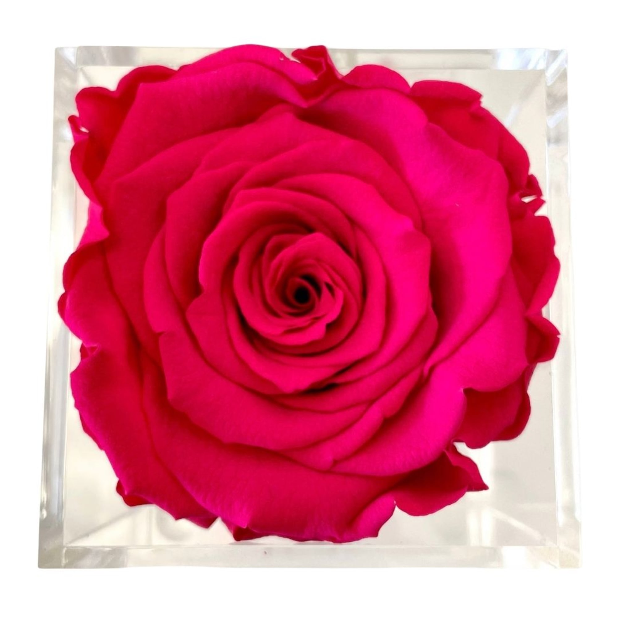 Single hot pink rose in a clear square box