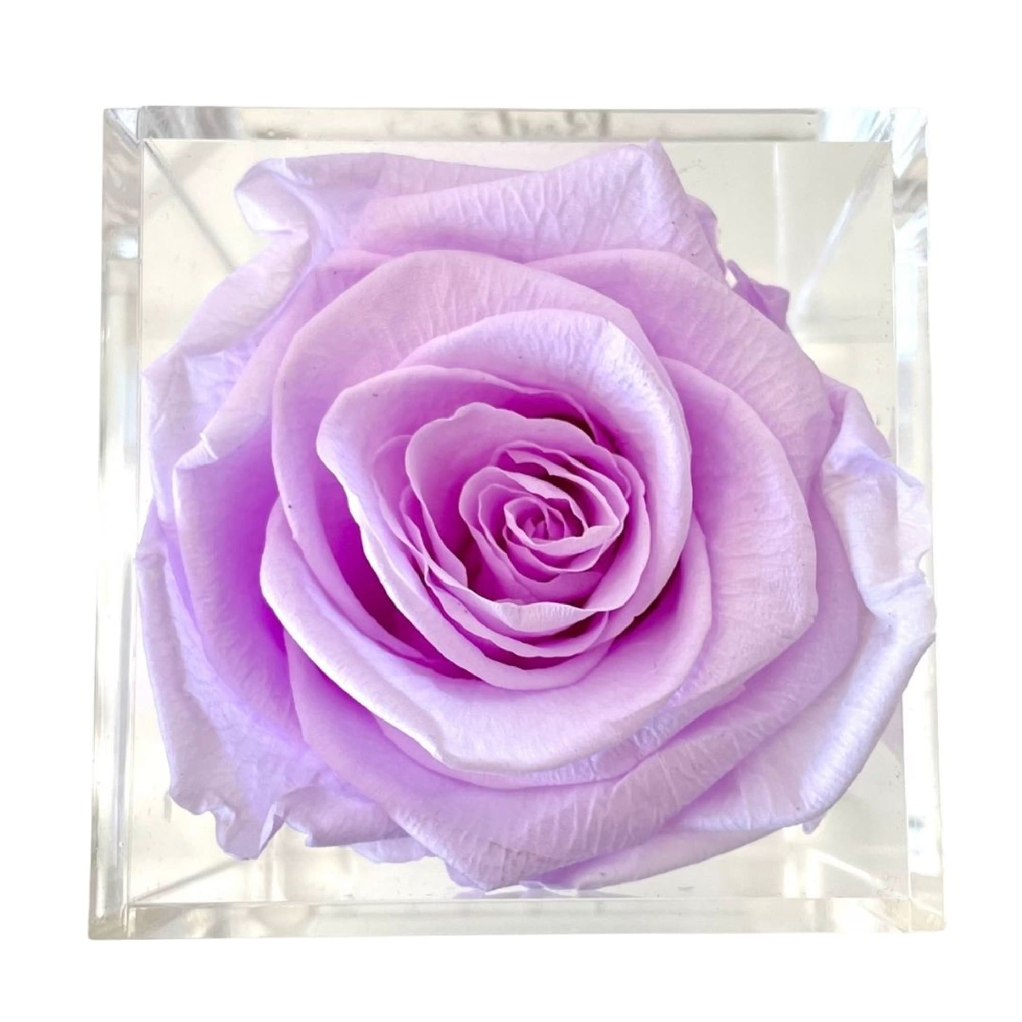 Single lavender rose in a clear square box