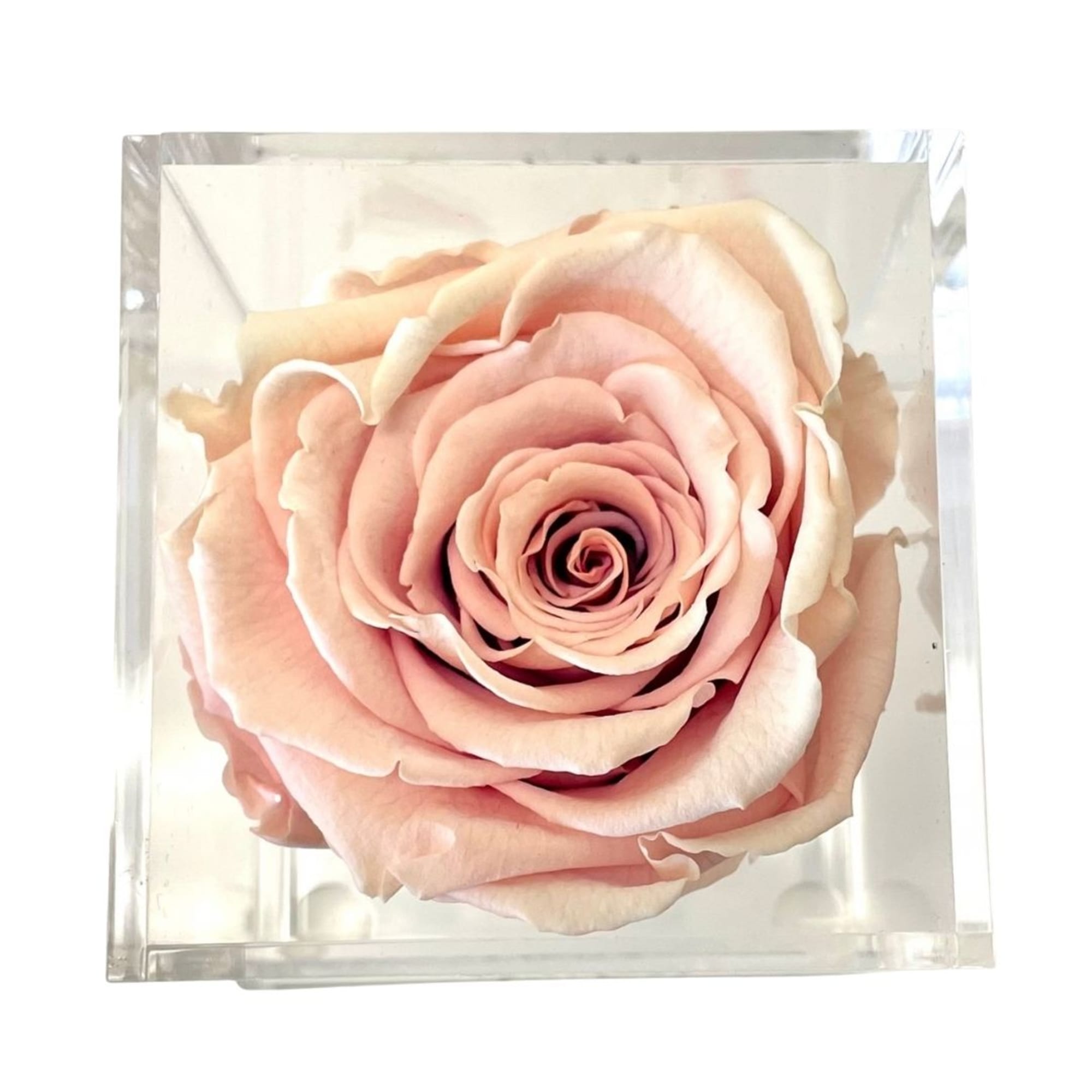 Single blush pink rose in a clear square box