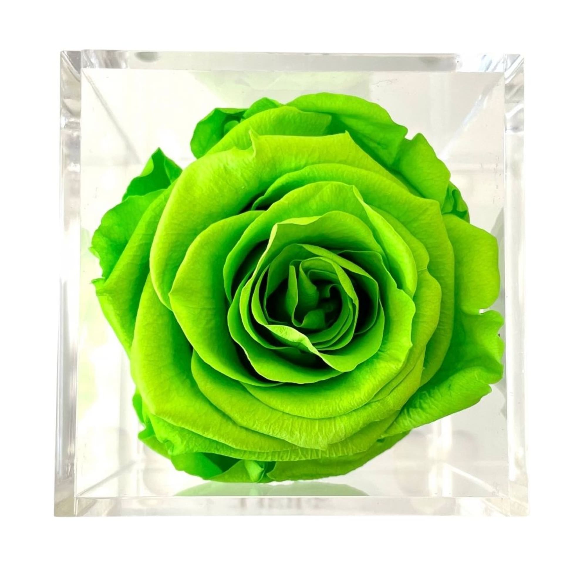 Single bright green rose in a clear square box