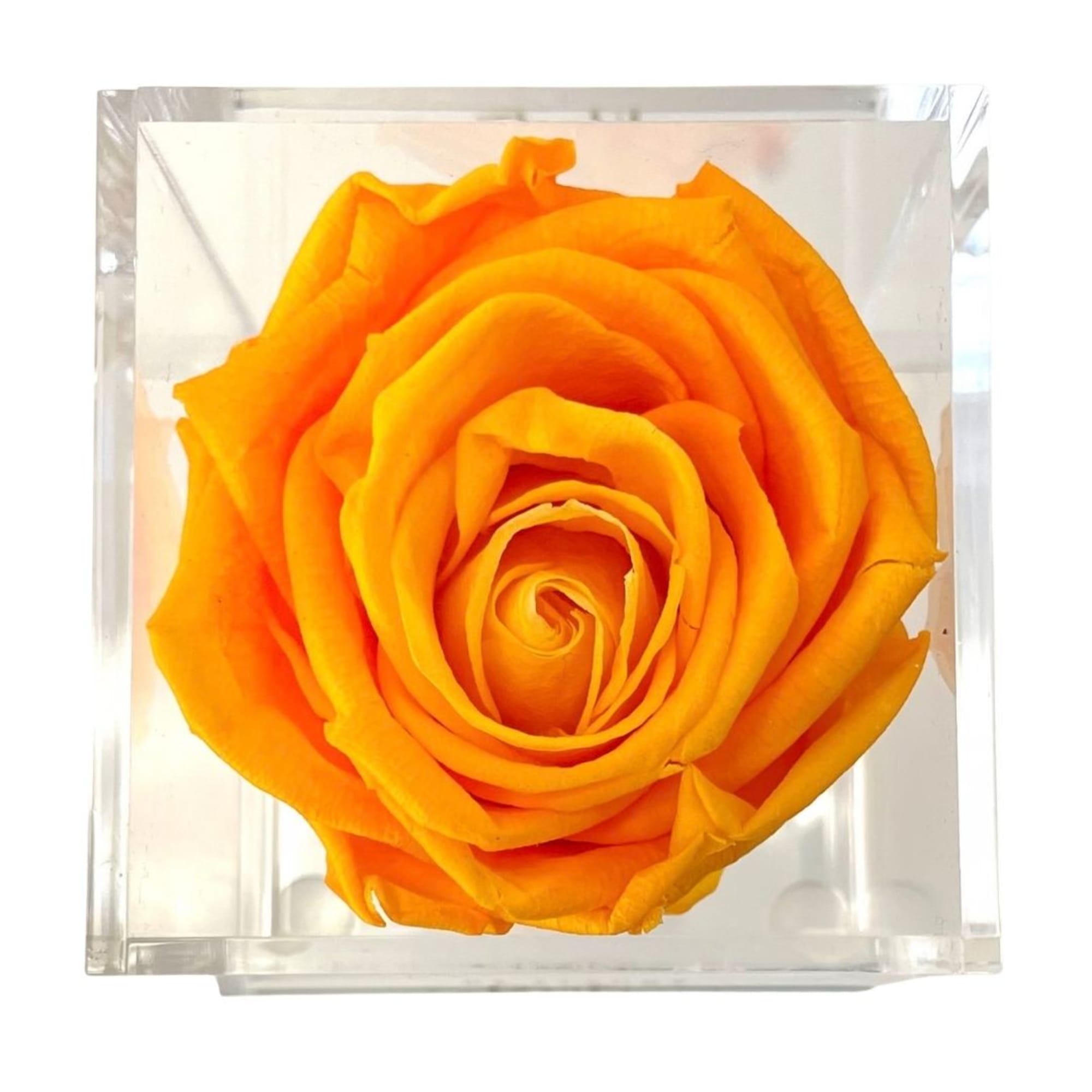 Single orange rose in a clear square box