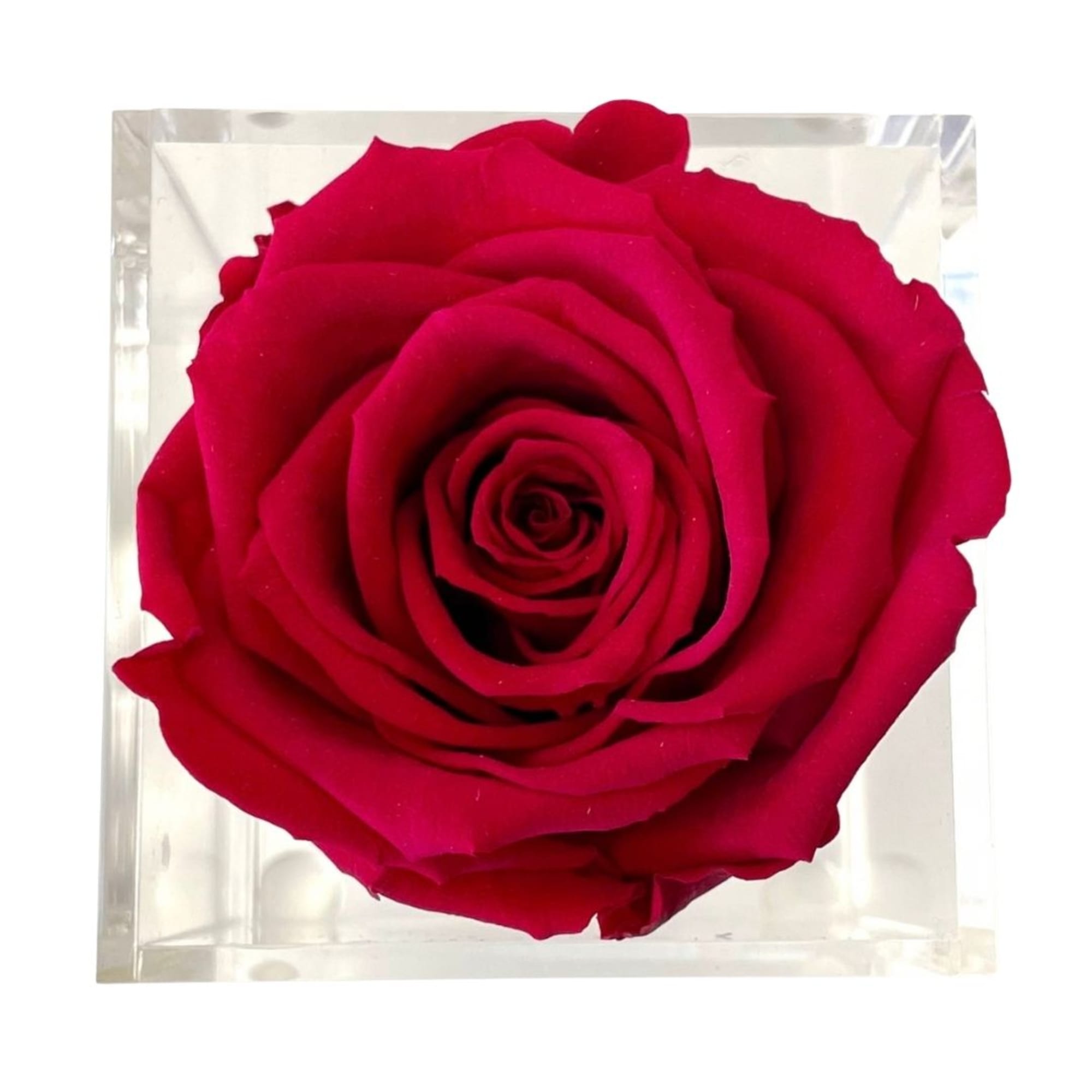 Single red rose in a clear square box
