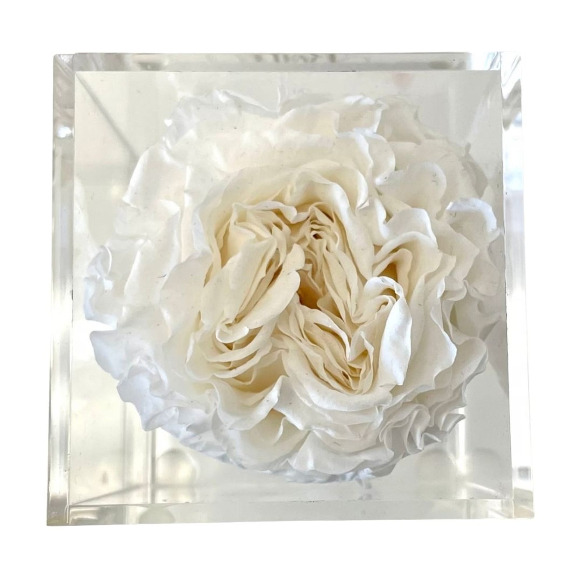 White rose preserved in a clear square display box