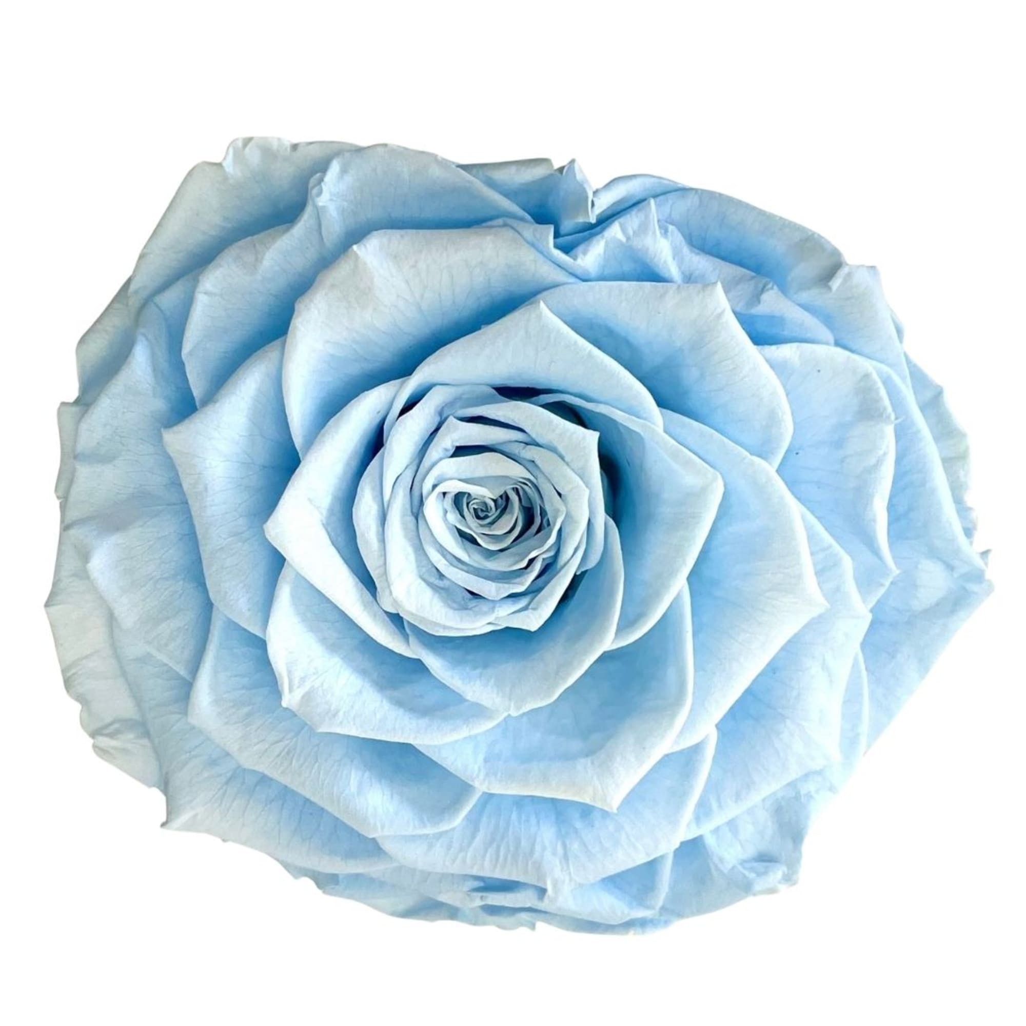 Single light blue rose bloom on a white background