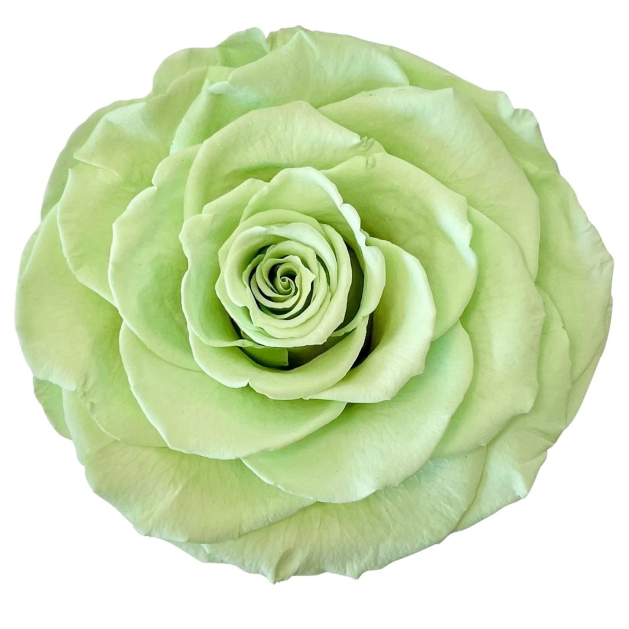 Single pale green rose bloom on a white background