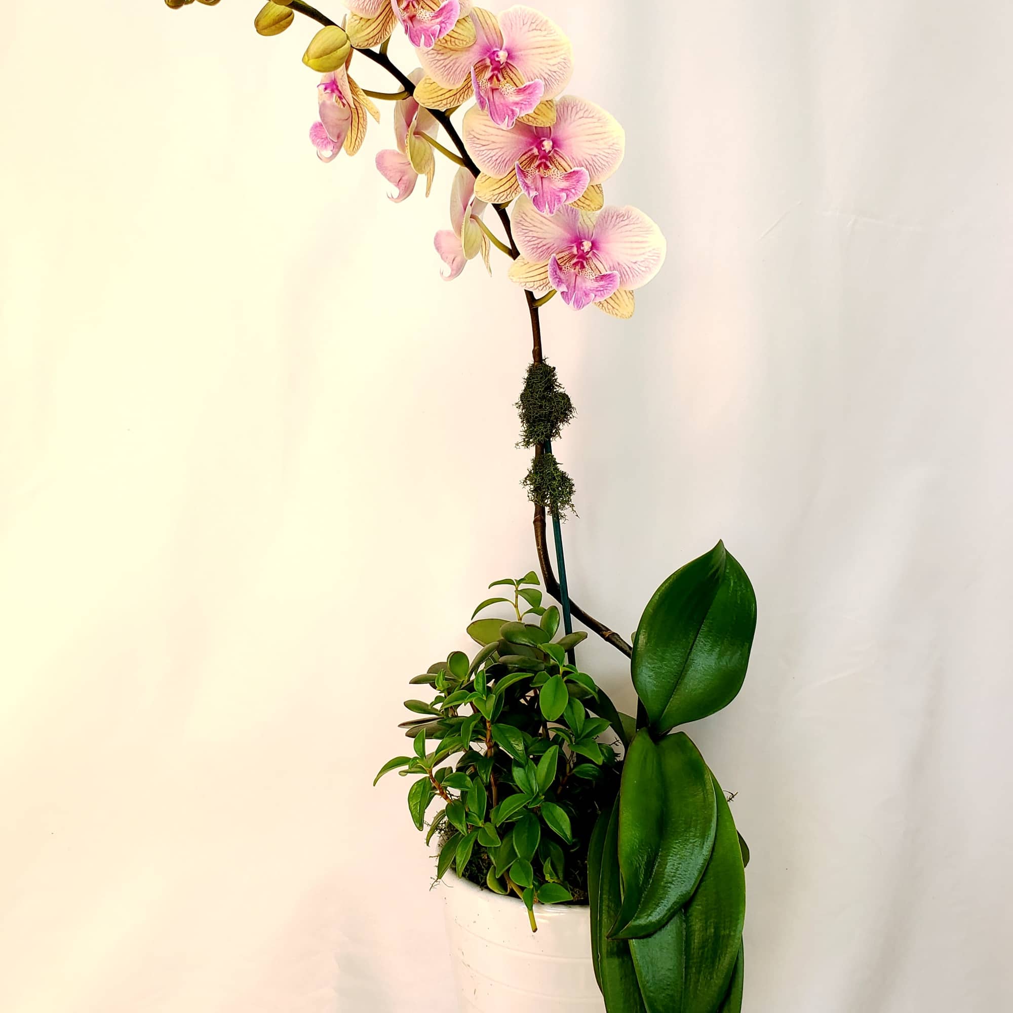 Potted orchid arrangement with pink blooms and glossy green leaves