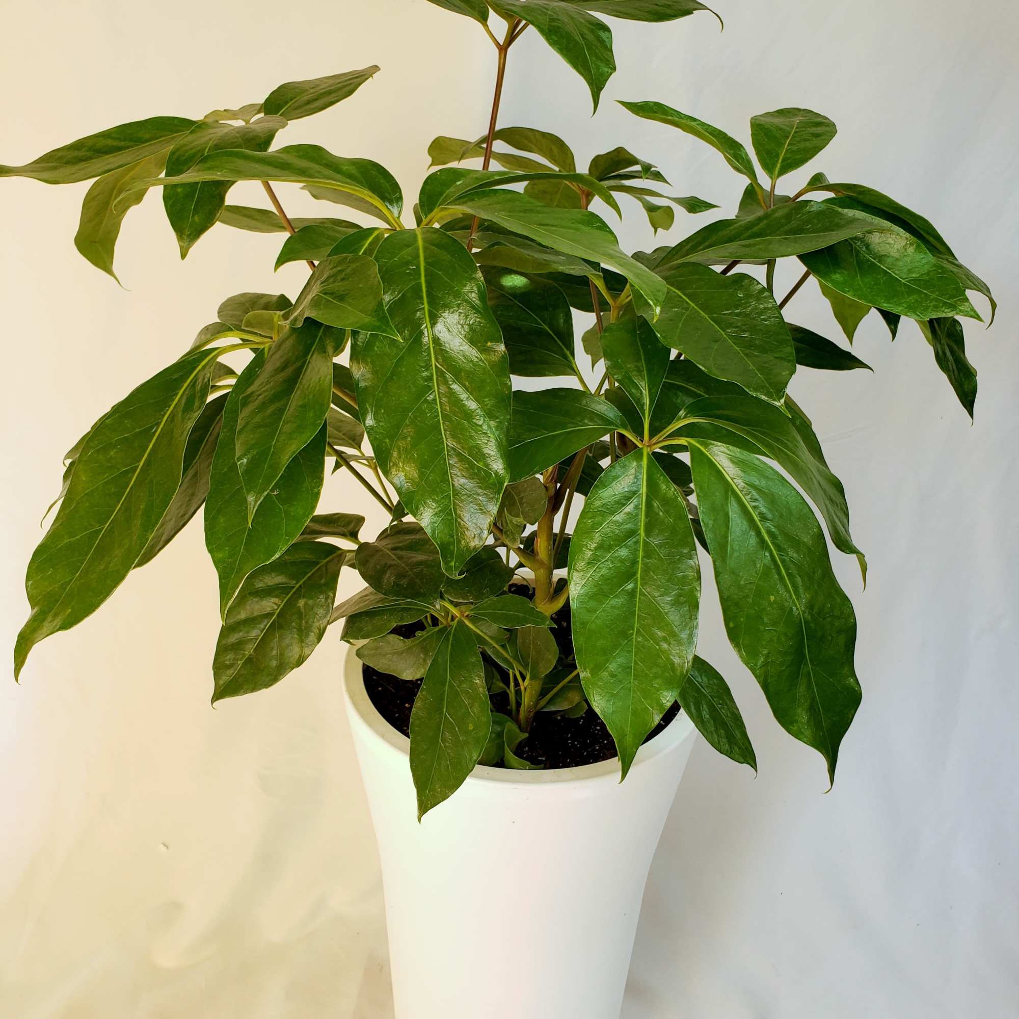 Potted green houseplant in a white planter