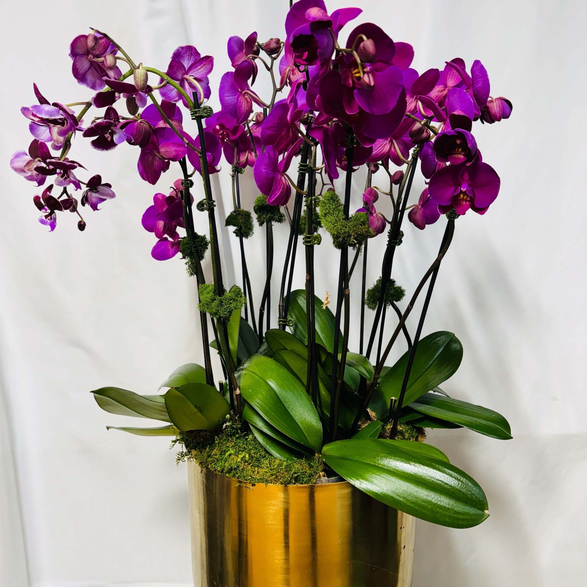 Tall planter of vivid purple orchids in a shiny gold pot