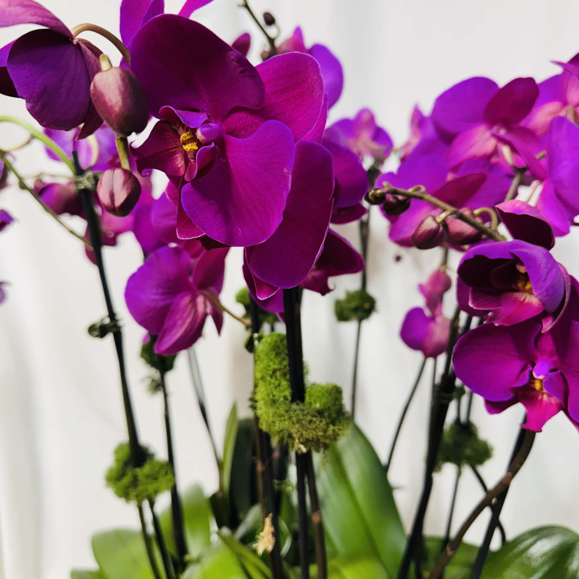 Potted purple phalaenopsis orchid plant with multiple tall flower stems