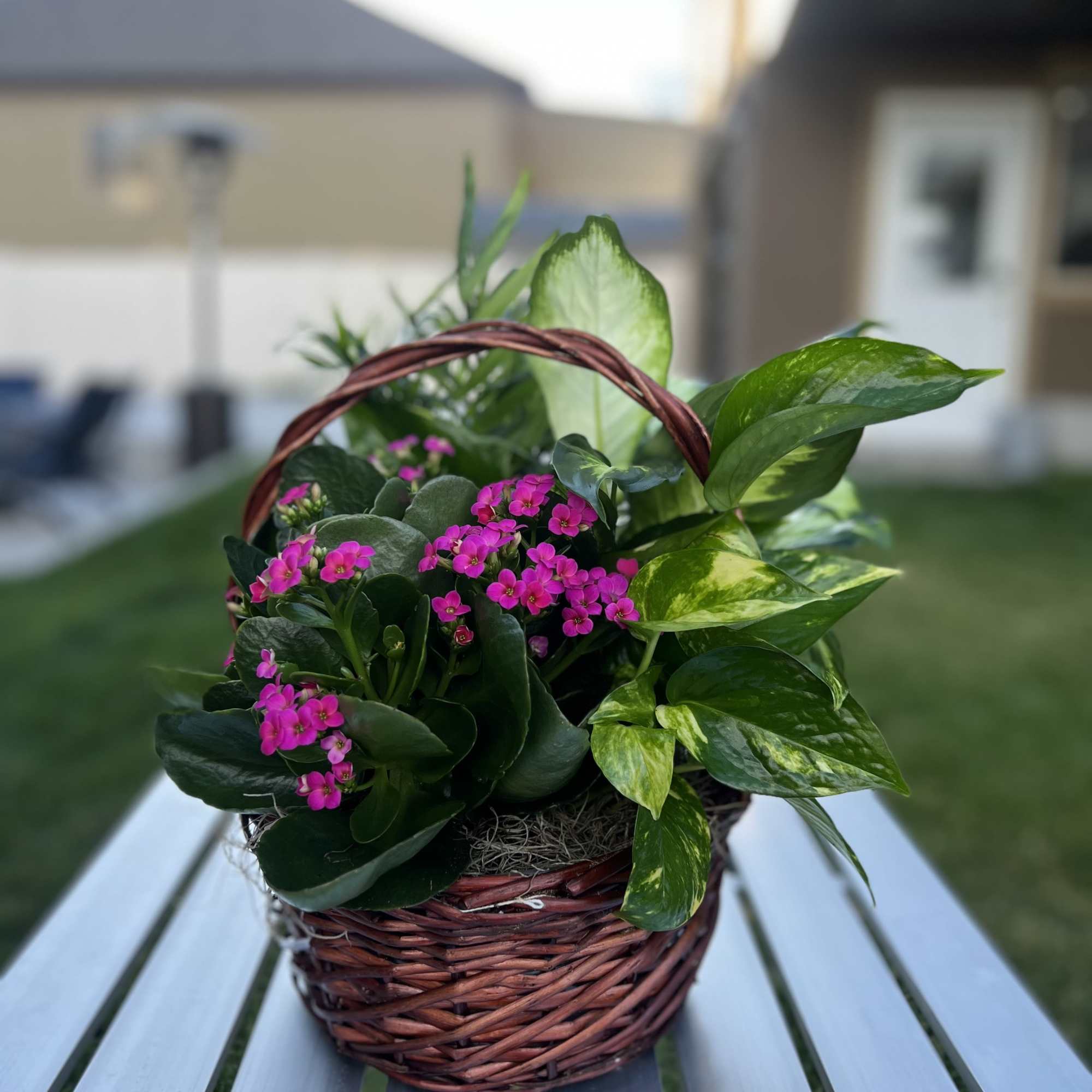 Basket of pink flowering plants with glossy green foliage