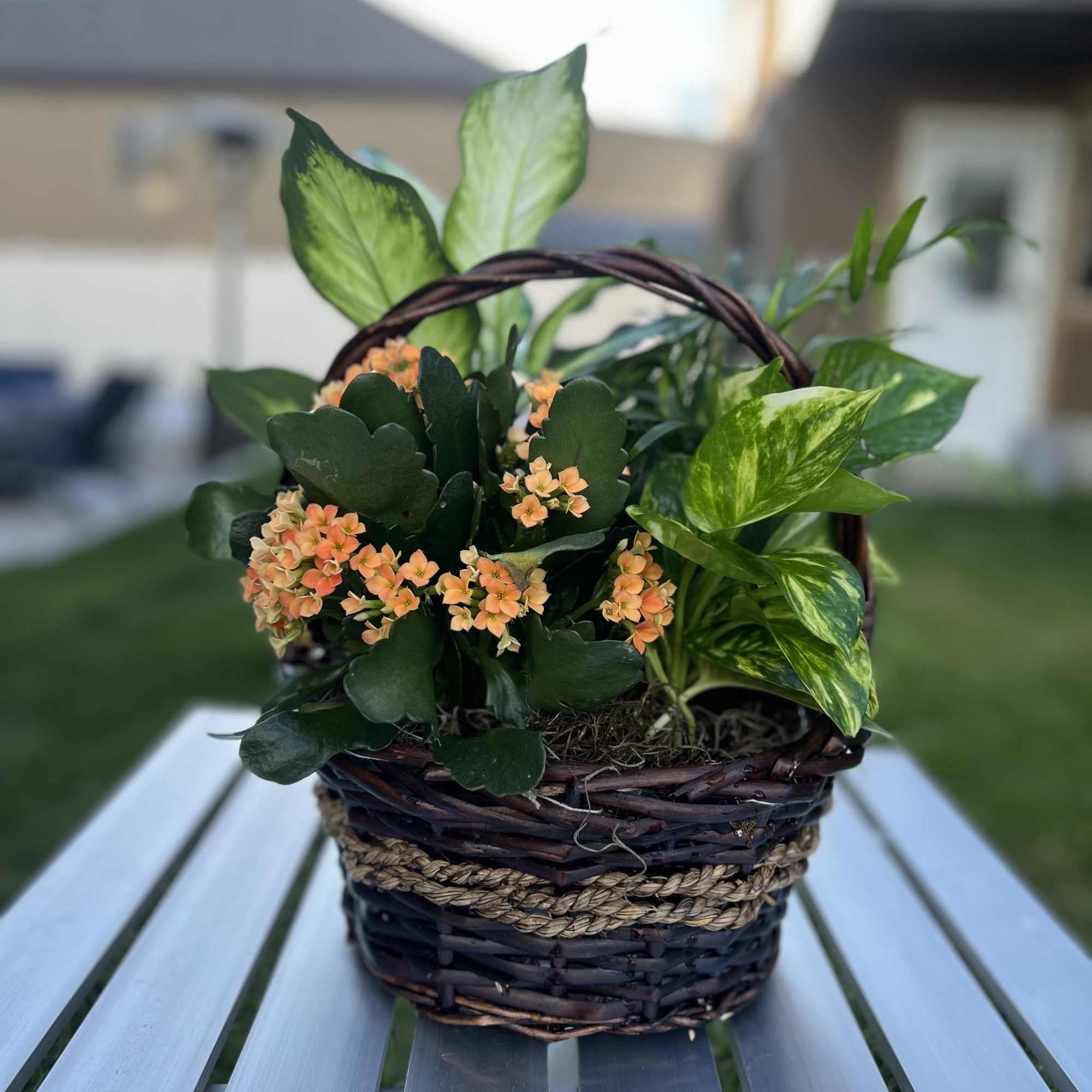 Potted flowering plant in a wicker basket with orange blooms