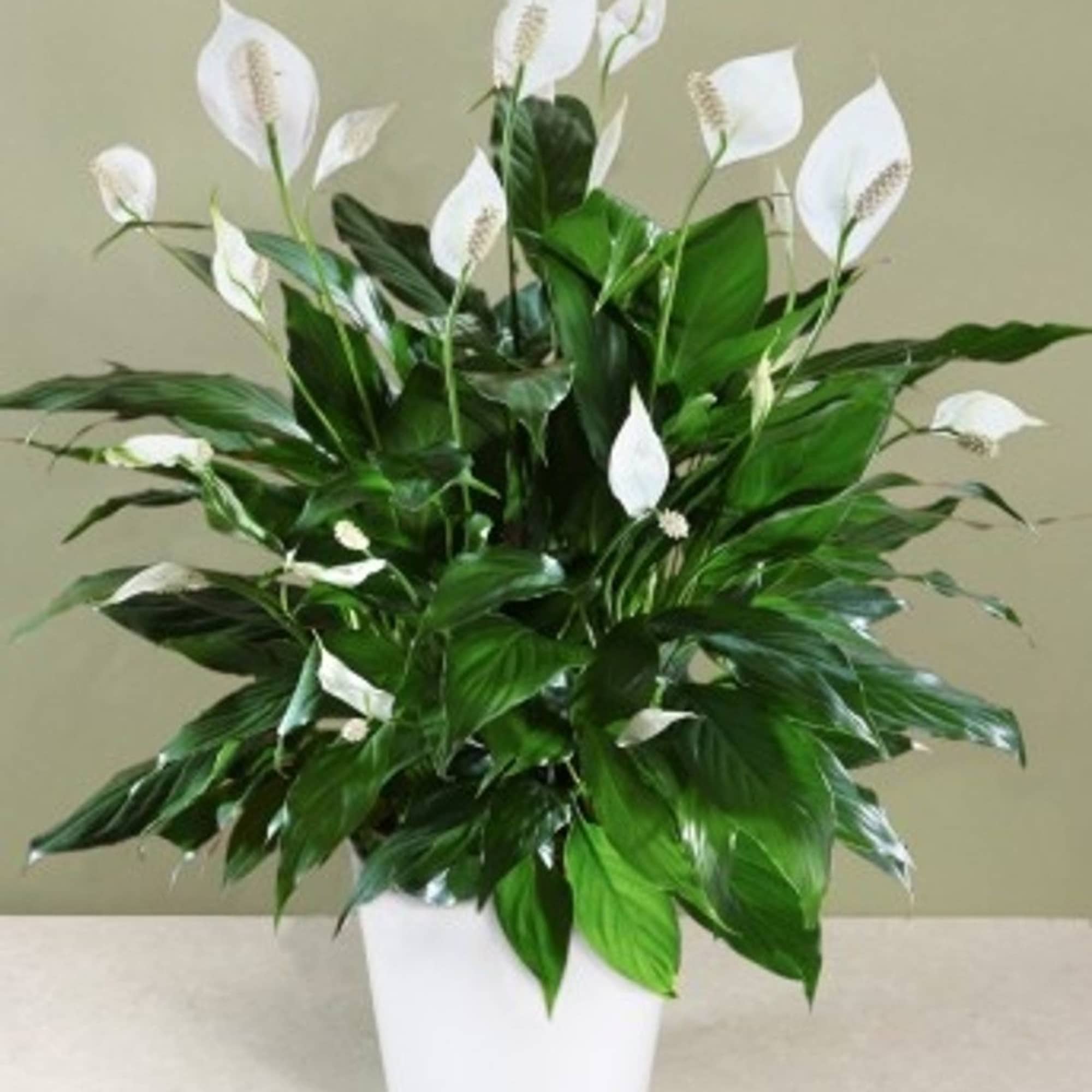 White peace lilies in a white pot