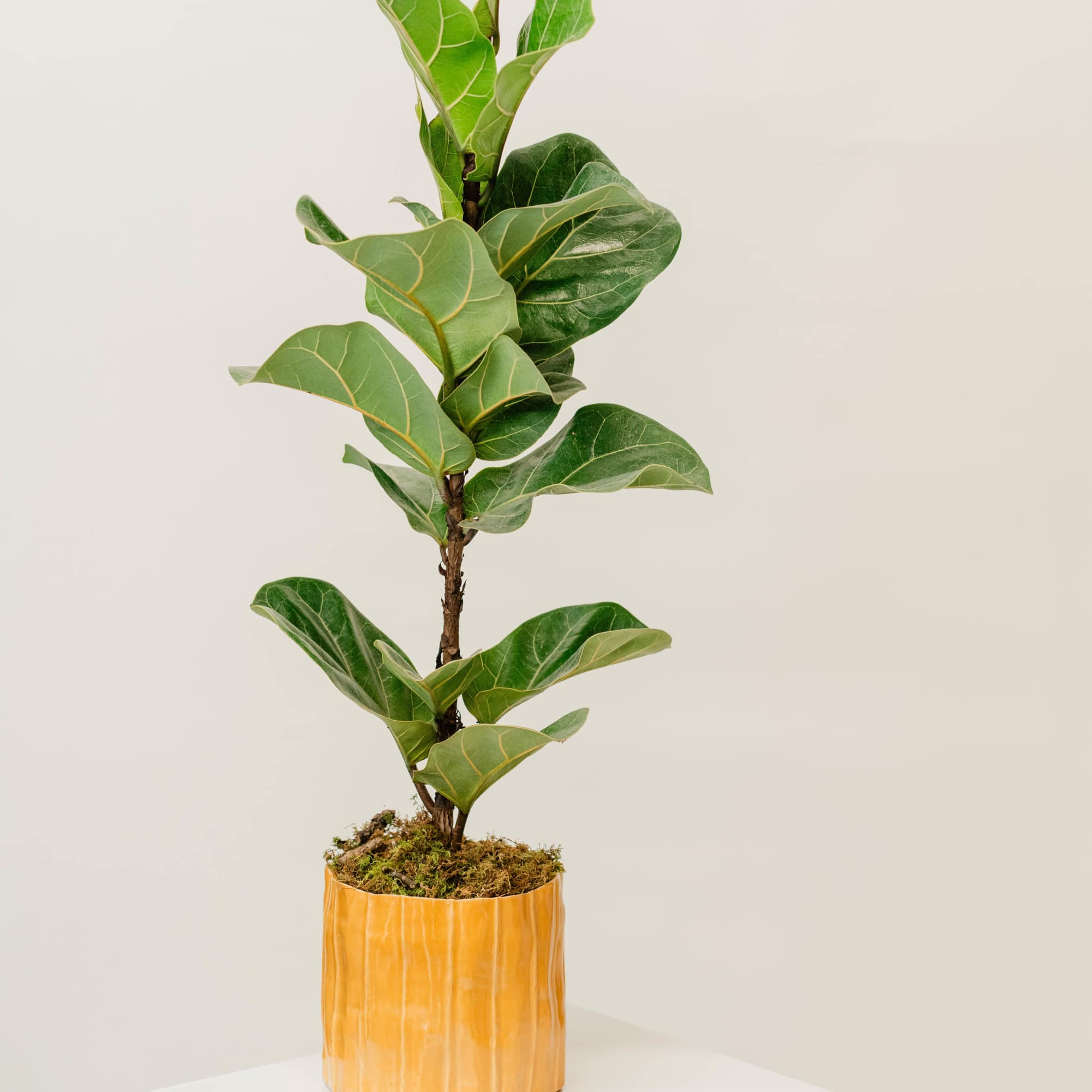 Potted fiddle leaf fig plant in a yellow ceramic pot, photo 2 of 3