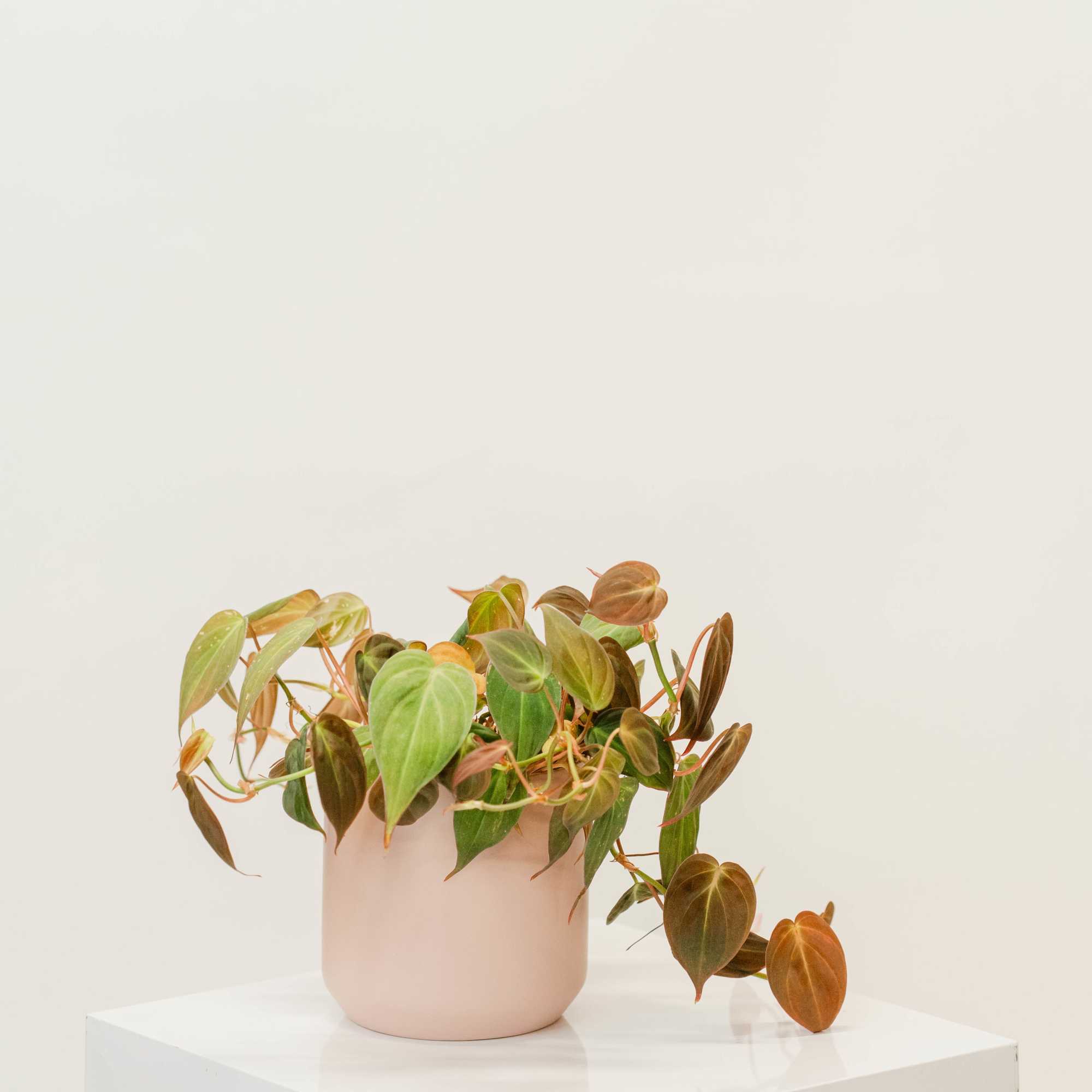 Potted trailing plant with heart-shaped leaves in a pink pot