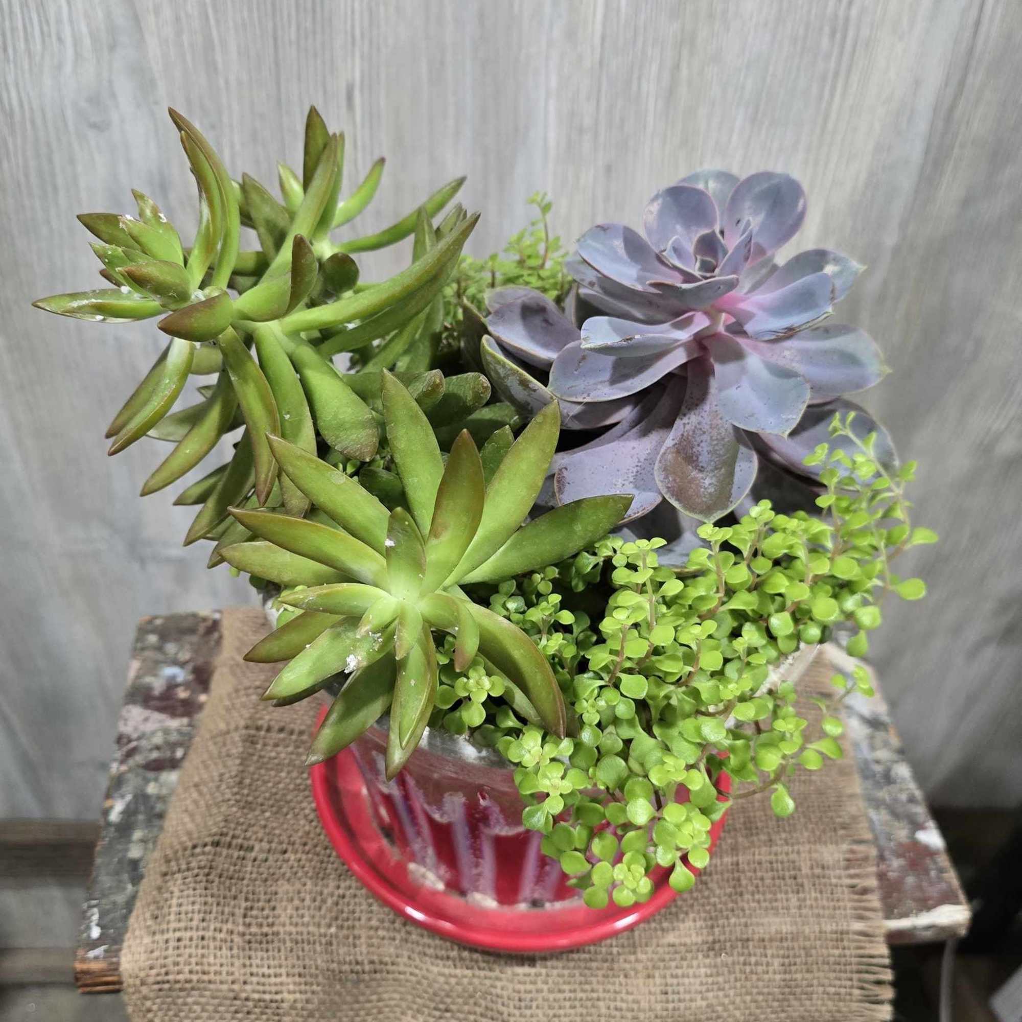 8" succulent dish garden with a variety of succulents planted in a, photo 2 of 2