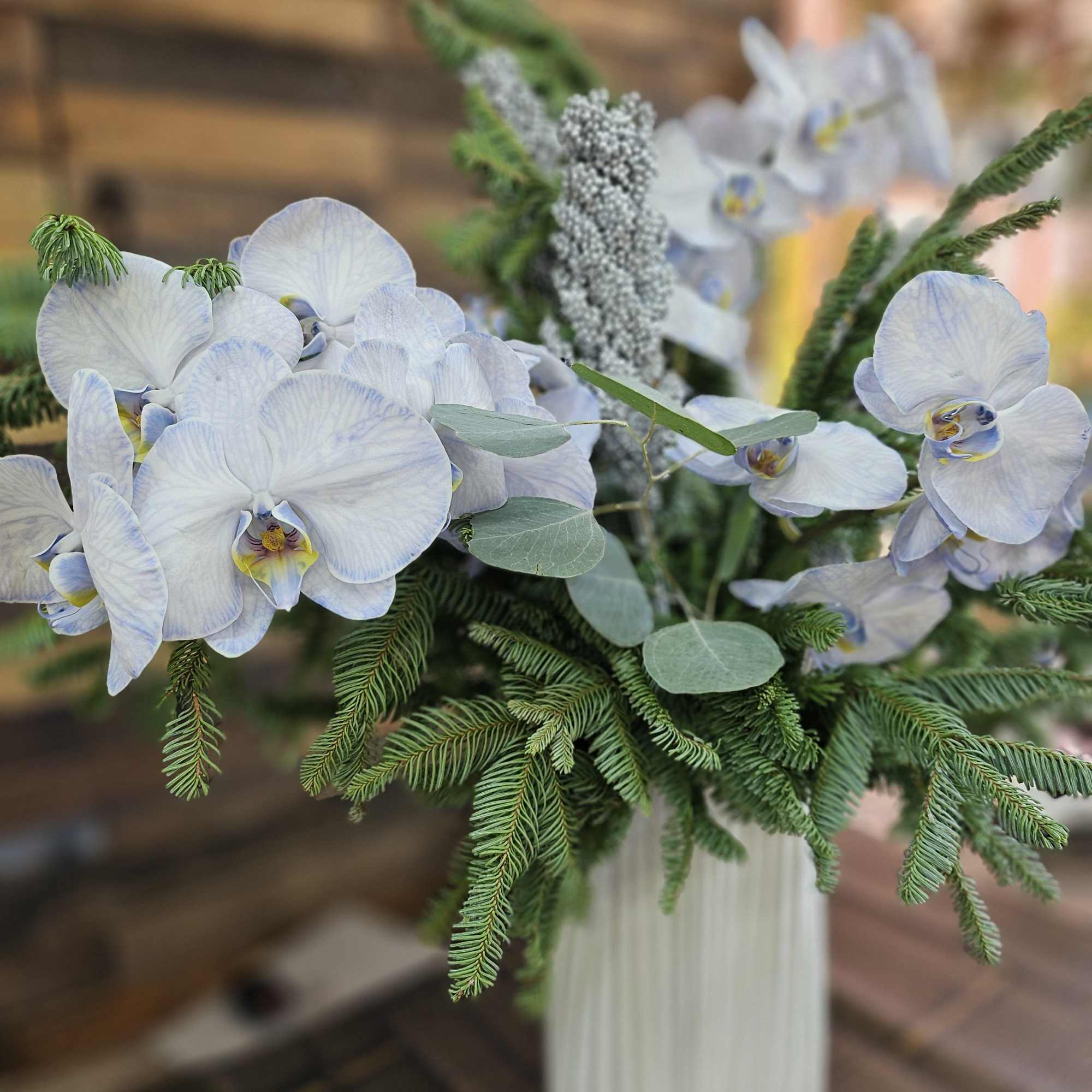 White orchids arranged in a tall white vase with evergreen foliage