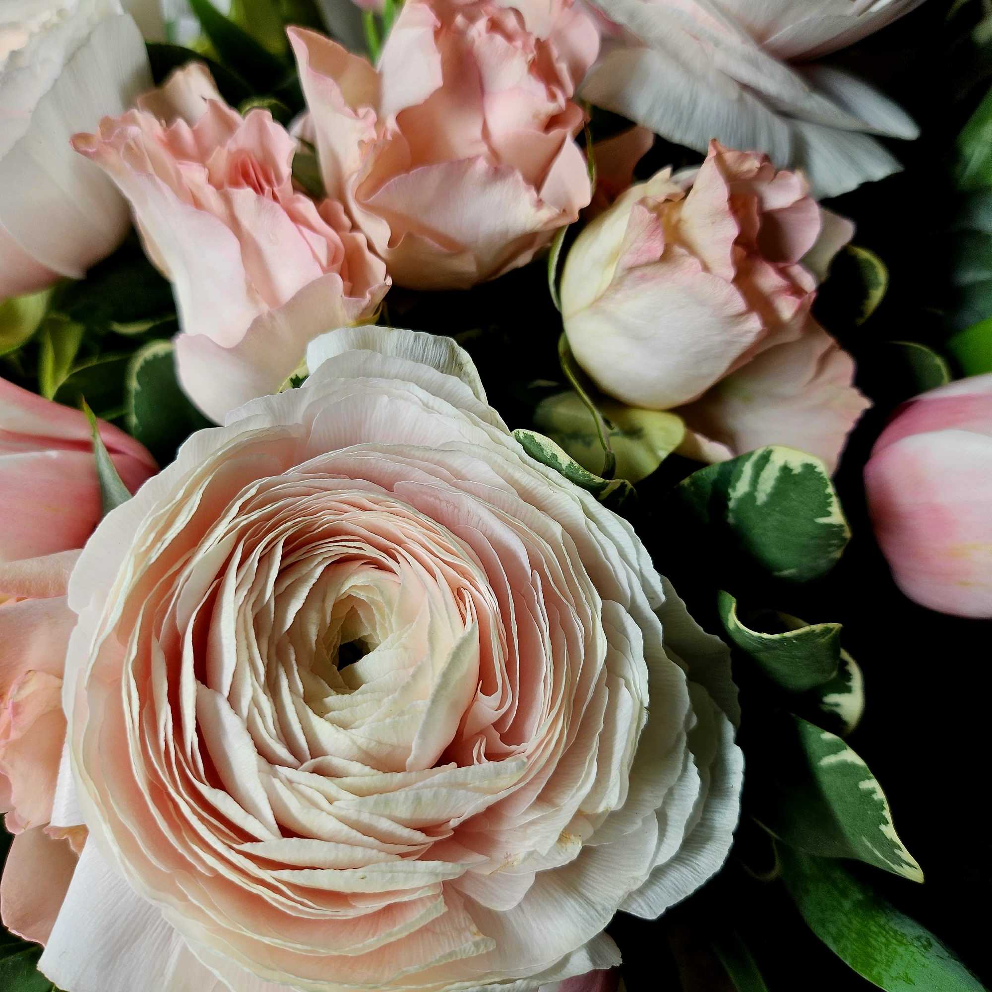 Bouquet of pale pink and white ranunculus flowers