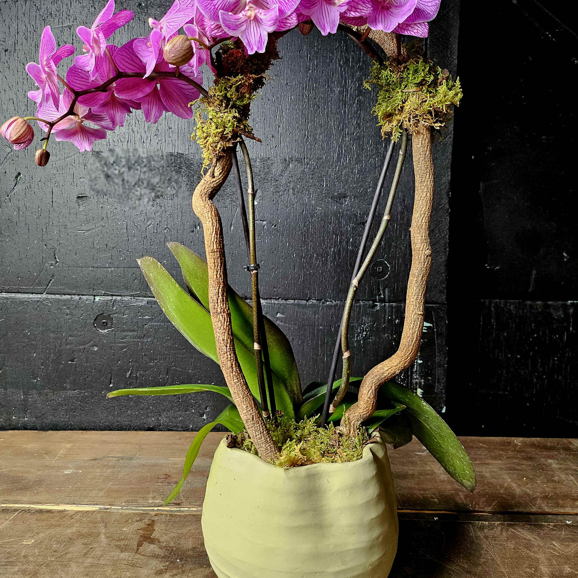 Potted orchid arrangement with bright pink blooms in a cream ceramic pot